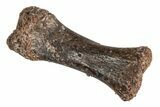 Fossil Dinosaur (Theropod) Phalange Bone - Morocco #215434-1